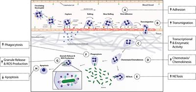 Multiple Phenotypic Changes Define Neutrophil Priming